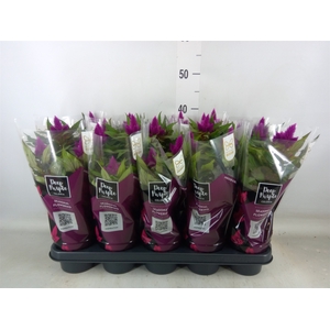 Celosia spic. 'Deep Purple'