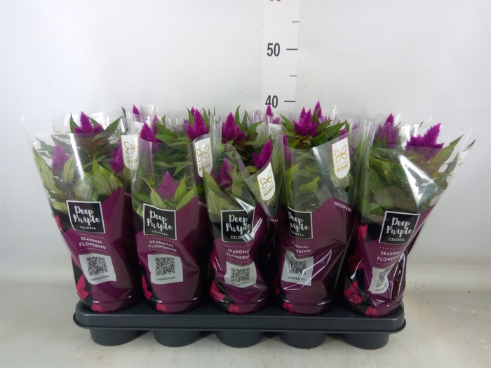 <h4>Celosia spic. 'Deep Purple'</h4>
