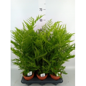 Pteris straminea