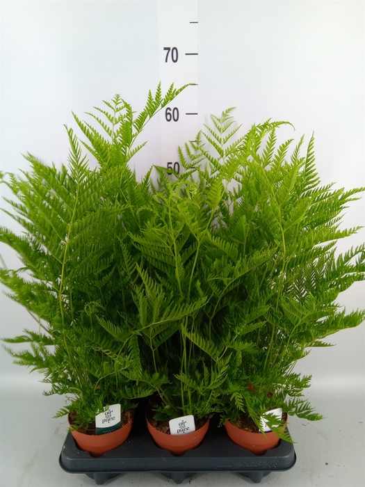<h4>Pteris straminea</h4>