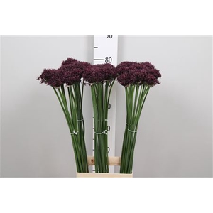 Allium Atropurpureum
