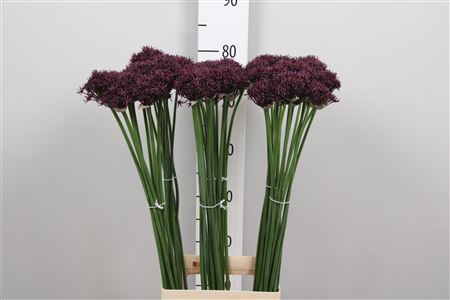 <h4>Allium Atropurpureum</h4>