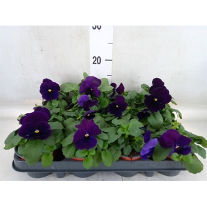 Viola wr. 'Delta Lavender'