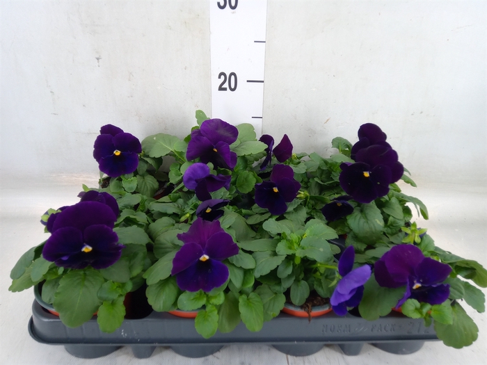 <h4>Viola wr. 'Delta Lavender'</h4>
