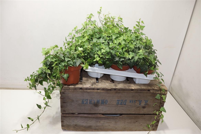 <h4>arr8 Hed He Anna</h4>