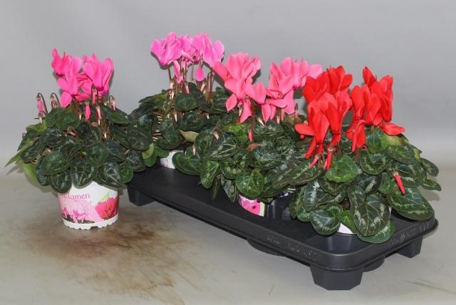 <h4>CYCL GR SUP XL</h4>