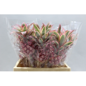 Ananas Mini