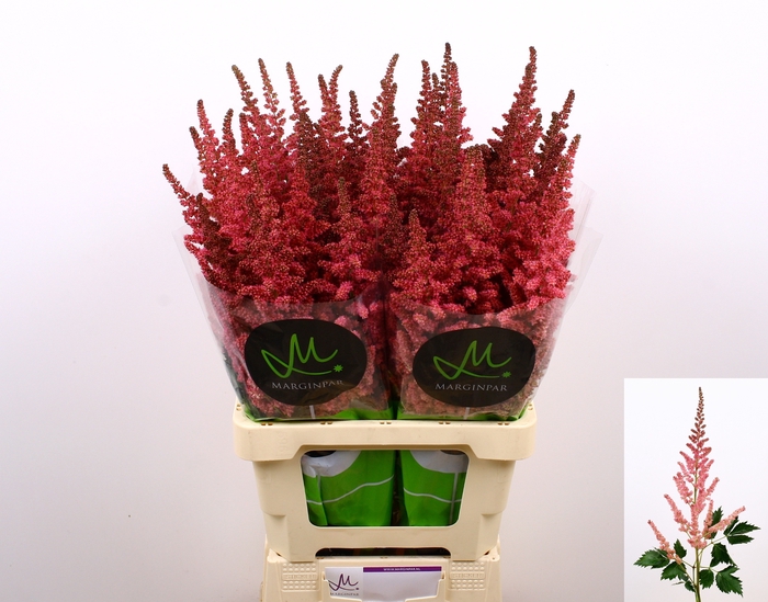 <h4>Astilbe Visions Pink Marginpar</h4>