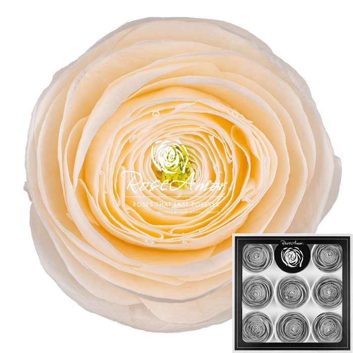 <h4>Ranunculus Cha89</h4>