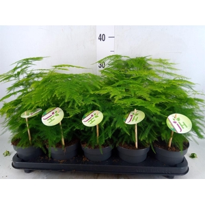 Asparagus setaceus