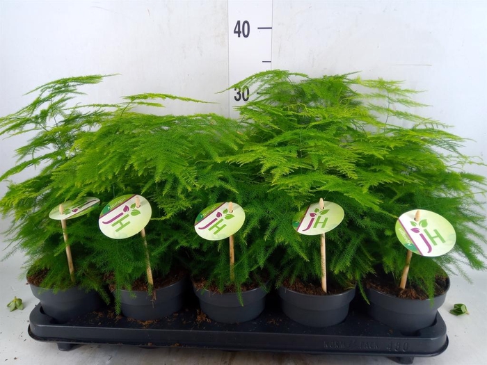 <h4>Asparagus setaceus</h4>
