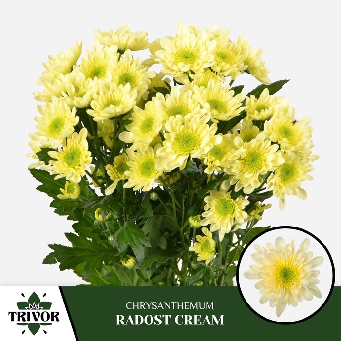 <h4>Chr T Radost Cream Trivor</h4>