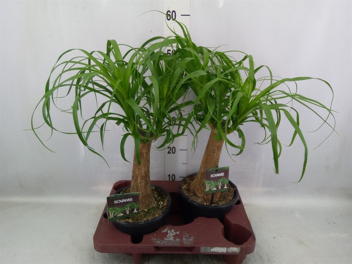 <h4>Beaucarnea recurvata</h4>