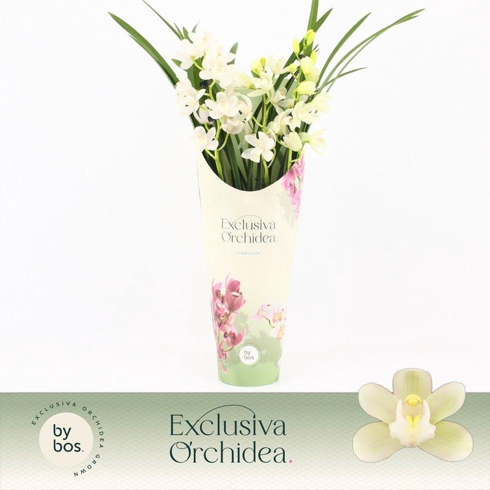 <h4>Cymbidium, Ice Dance 3-spike P14 'Exclusiva Orchidea' Potcover</h4>