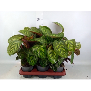 Calathea   ...