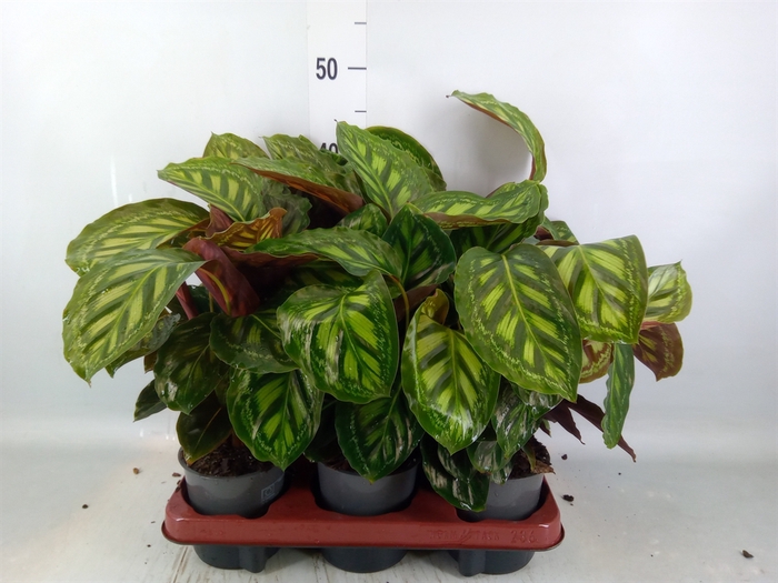 <h4>Calathea   ...</h4>