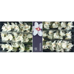Cymbidium White Sensation