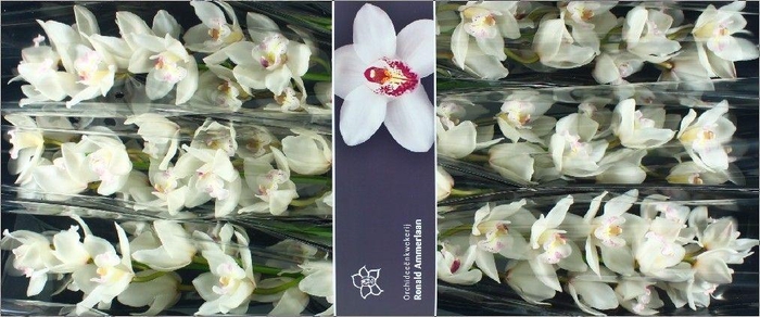 <h4>Cymbidium White Sensation</h4>