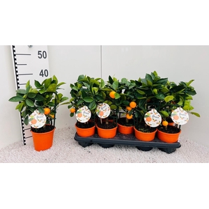CITR MICROCARPA