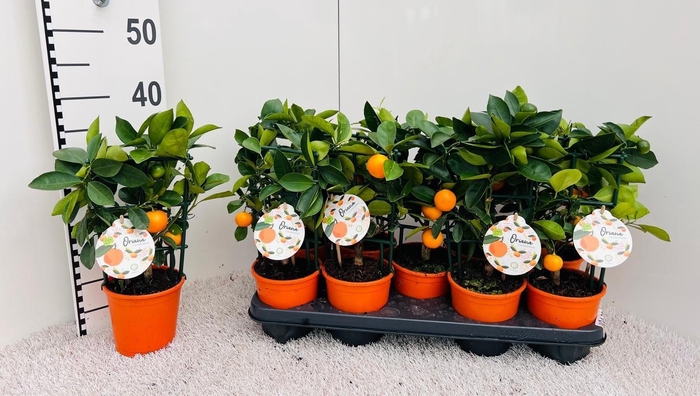 <h4>CITR MICROCARPA</h4>
