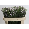 Aster Baby Pink Pearl