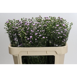 Aster Baby Pink Pearl