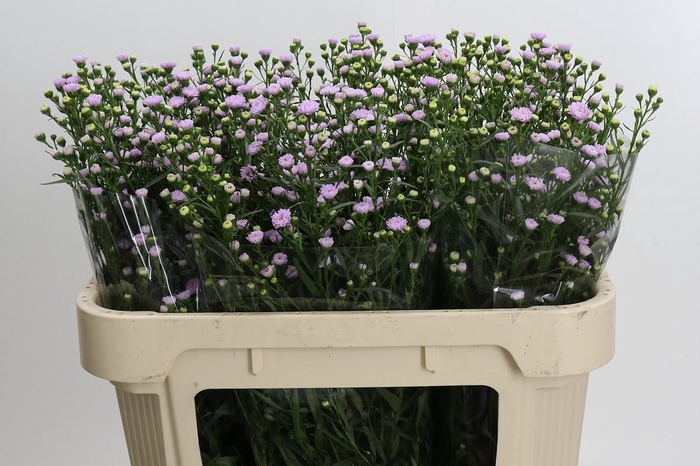 <h4>Aster Baby Pink Pearl</h4>