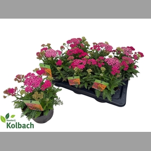 ACHI MILLEFOLIUM