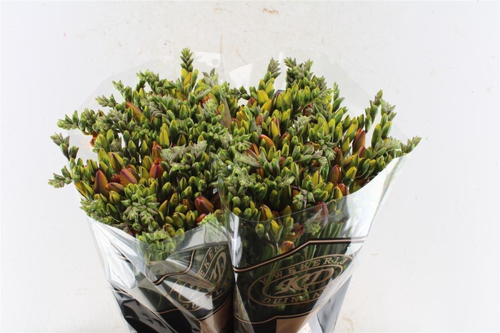 <h4>Fr Du Clementine Orange</h4>