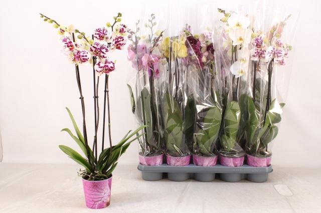 <h4>PHAL GEM 5 KL</h4>