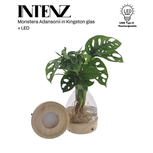 Monstera obliqua Leichtlinii