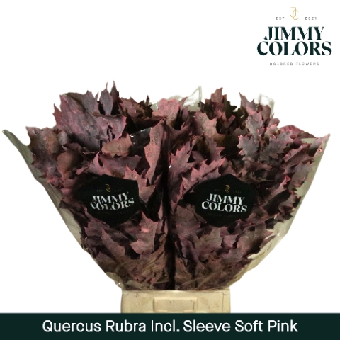 Quercus Rubra sleeve L80 Klbh. Licht roze