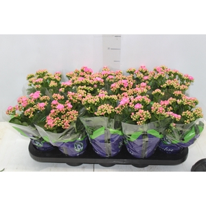 KALANCHOE DOBRADO P11 ROSA