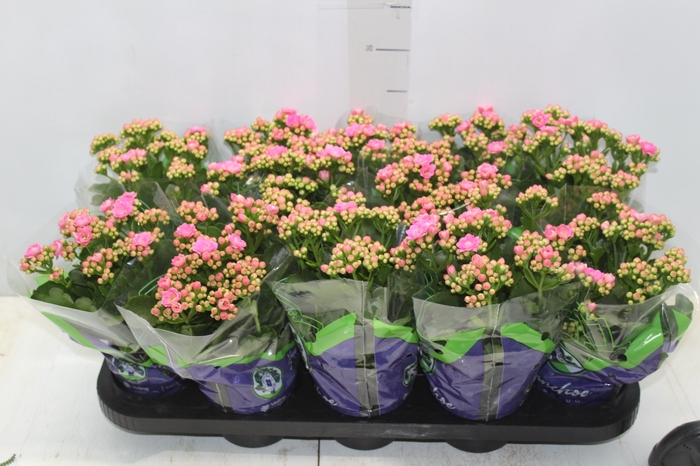 KALANCHOE DOBRADO P11 ROSA