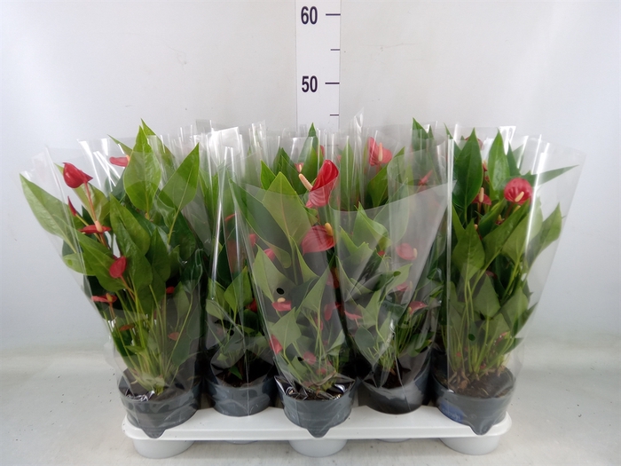 <h4>Anthurium andr. 'Mill Flowers Red'</h4>