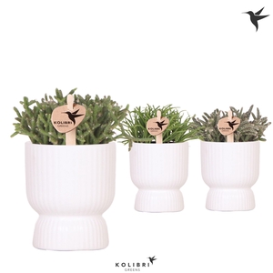 Kolibri Greens Rhipsalis mix in Diabolo pot white