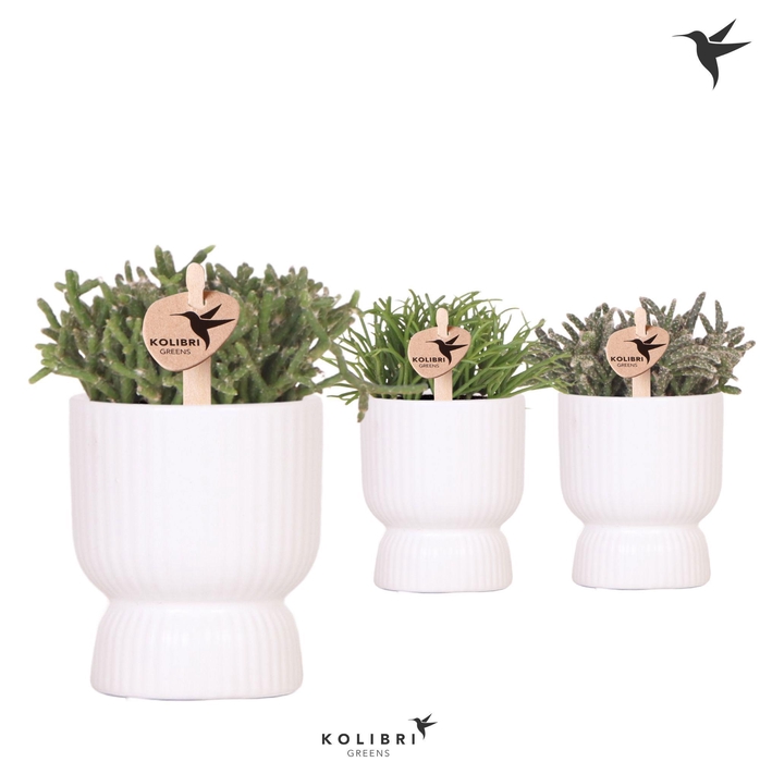 <h4>Kolibri Greens Rhipsalis mix in Diabolo pot white</h4>