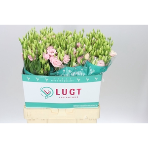 Eust Du Lisanne L Pink