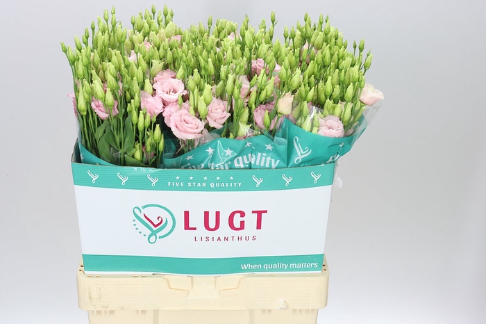 <h4>Eust Du Lisanne L Pink</h4>
