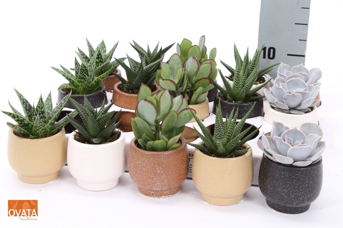 <h4>SUCC GEM 5 SRT</h4>
