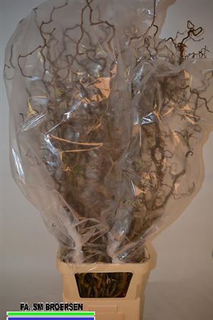<h4>Corylus Av Contorta</h4>