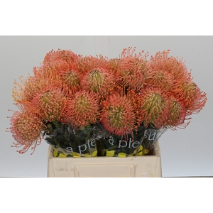 Nutans Ayoba Pink