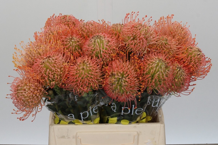 <h4>Nutans Ayoba Pink</h4>