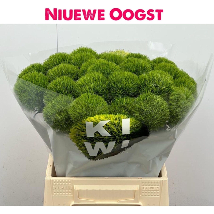 <h4>DI BARB KIWI MELLOW DI BARB KIWI ME</h4>
