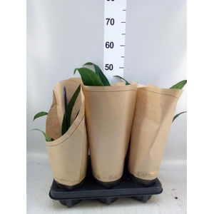 Anthurium   ...