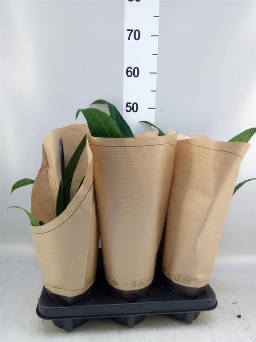 <h4>Anthurium   ...</h4>