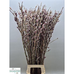 Salix G Pink Cushion