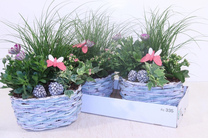 <h4>ARR TUINPLANTEN</h4>
