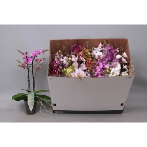 PHAL MF GEM 10 KL