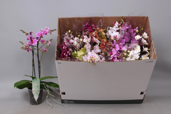 <h4>PHAL MF GEM 10 KL</h4>